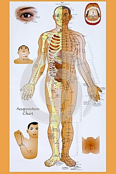 Traditional Chinese Acupuncture Chart