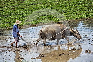 Traditional Chinese framer using an ox to plow a field for planting