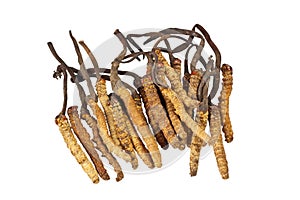 Traditional Chinese Medicine - Cordyceps sinensis photo