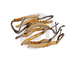 Traditional chinese medicine cordyceps sinensis