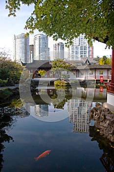 Traditional Chinese pond while modern highrises behind, Vancouver, BC photo