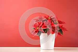 Traditional Christmas flowers poinsettia growing in pot on wooden table against red background