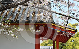 Traditional clay tile roof with cherry blossoms in Japan