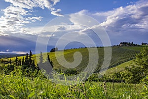 Traditional countryside and landscapes of beautiful Tuscany. Vineyards in Italy. Vineyards of Tuscany.