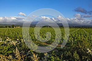 Traditional countryside and landscapes of beautiful Tuscany. Vineyards in Italy. Vineyards of Tuscany, Chianti wine region of Ital