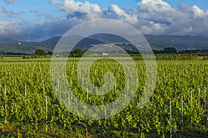 Traditional countryside and landscapes of beautiful Tuscany. Vineyards in Italy. Vineyards of Tuscany, Chianti wine region of Ital