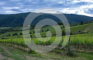 Traditional countryside and landscapes of beautiful Tuscany. Vineyards in Italy. Vineyards of Tuscany, Chianti wine region of Ital