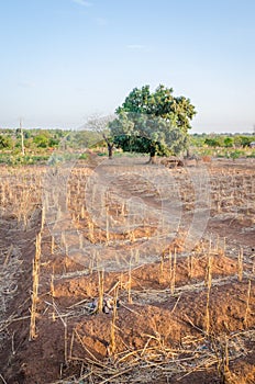 Traditional crop growing on a small rural farm of the Tata Somba tribe in Benin, Africa