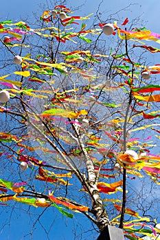 Traditional Czech easter decoration - decorated birch tree Betula pendula with colorful ribbons and painted eggs - rural symbol