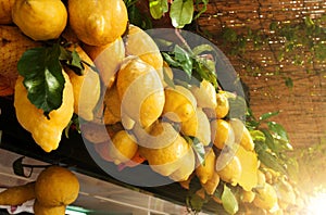 Traditional delicious Italian lemons on Capri island, Naples, It