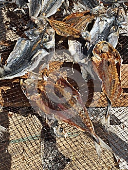 Traditional dried fish on the beach in Nazare, Centro - Portugal