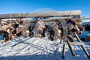 Traditional drying cod fish heads on wooden racks in winter season, Reine fishing village, Lofoten islands, Norway