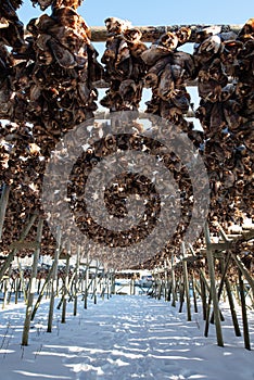 Traditional drying cod fish heads on wooden racks in winter season, Reine fishing village, Lofoten islands, Norway