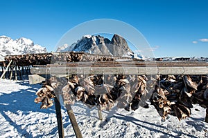 Traditional drying cod fish heads on wooden racks in winter season, Reine fishing village, Lofoten islands, Norway