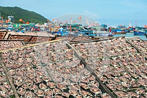 Traditional drying of salted fish on racks against background of many fishing boats. Near Nha Trang city, Vietnam.