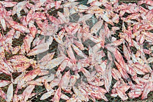 Traditional drying of squid on rack under open sky. Vietnam