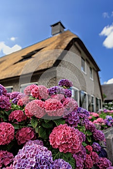Traditional dutch brick houses in idyllic Giethoorn village, Netherlands