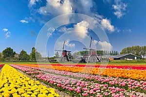 Traditional Dutch landscape with colorful blooming tulips and two windmills