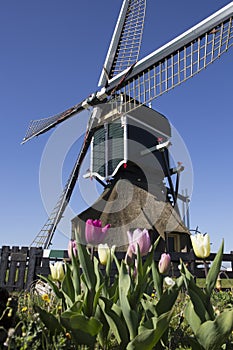 Traditional Dutch windmill with tulips in Leiderdorp, Holland