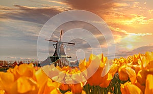 Traditional Dutch windmill with tulips in Zaanse Schans, Amsterdam area, Holland