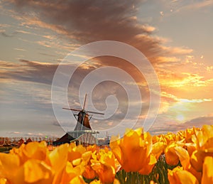 Traditional Dutch windmill with tulips in Zaanse Schans, Amsterdam area, Holland