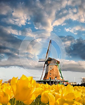 Traditional Dutch windmill with tulips in Zaanse Schans, Amsterdam area, Holland