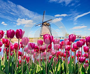 Traditional Dutch windmills from the canal in Rotterdam, deep sky astrophoto. Rows of red tulips in Holland