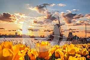 Traditional Dutch windmills with tulips against sunset in Zaanse Schans, Amsterdam area, Holland