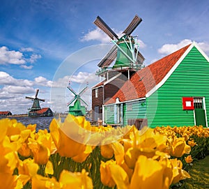 Traditional Dutch windmills with tulips in Zaanse Schans, Amsterdam area, Holland