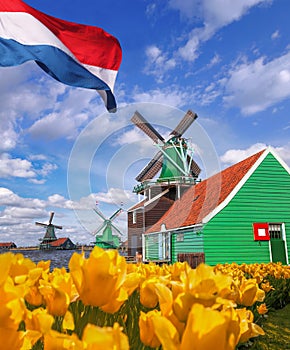 Traditional Dutch windmills with tulips in Zaanse Schans, Amsterdam area, Holland