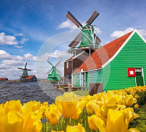 Traditional Dutch windmills with tulips in Zaanse Schans, Amsterdam area, Holland