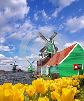 Traditional Dutch windmills with tulips in Zaanse Schans, Amsterdam area, Holland
