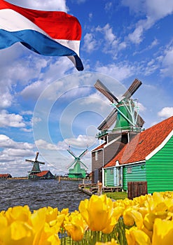Traditional Dutch windmills with tulips in Zaanse Schans, Amsterdam area, Holland