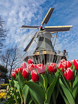 Traditional Dutch windmills with vibrant tulips