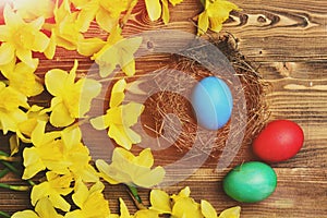 Traditional easter colorful painted egg in nest, spring yellow narcissus