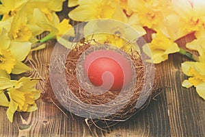 Traditional easter red painted egg in nest, spring yellow narcissus