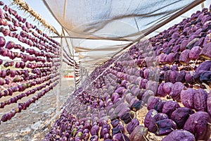 Traditional eggplant drying process in Gaziantep, Turkey