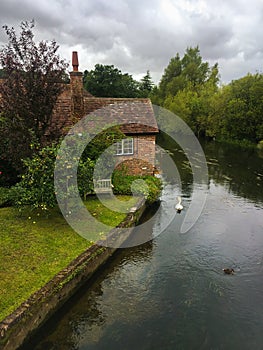 Traditional english cottage on the riverside with swan