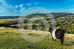 Traditional English cow farm Surrey England