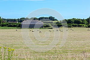 Traditional English rams farm with old barn