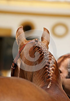 Traditional equine braids for Doma Vaquera