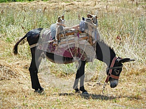 Traditional equiped donkey