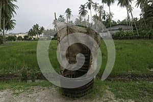 A traditional equipment to process paddy
