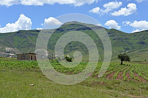 Traditional farm and field in Lesotho