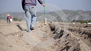 Traditional Farming: Campesino Cultivating Amaranth Crops with Care