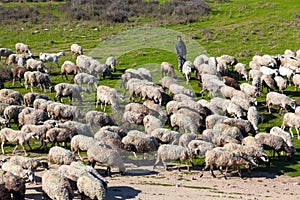 Traditional farming - Shepherd with his sheep herd