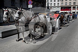 Traditional Fiaker Horses With Carriage At Rental Station in Front Of Stephansdom In The City Of Vienna In Austria