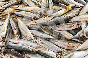 Traditional fish market Mercado dos Lavradores