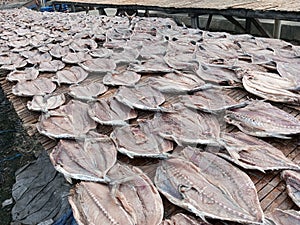 Traditional Fish Product from Indonesia Dried Salted Mackerel Tuna Euthynnus Affinis