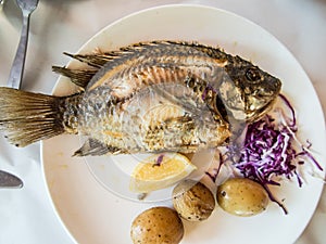 Traditional fish St. Peter of Galilee